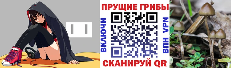 Купить где  Белокуриха  Псилоцибиновые грибы GOLDEN TEACHER 